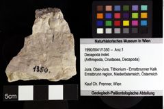 Foto (Objket + Etiketten) von Decapoda indet. 